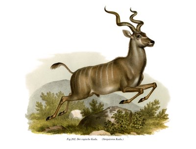 Kudu by German School